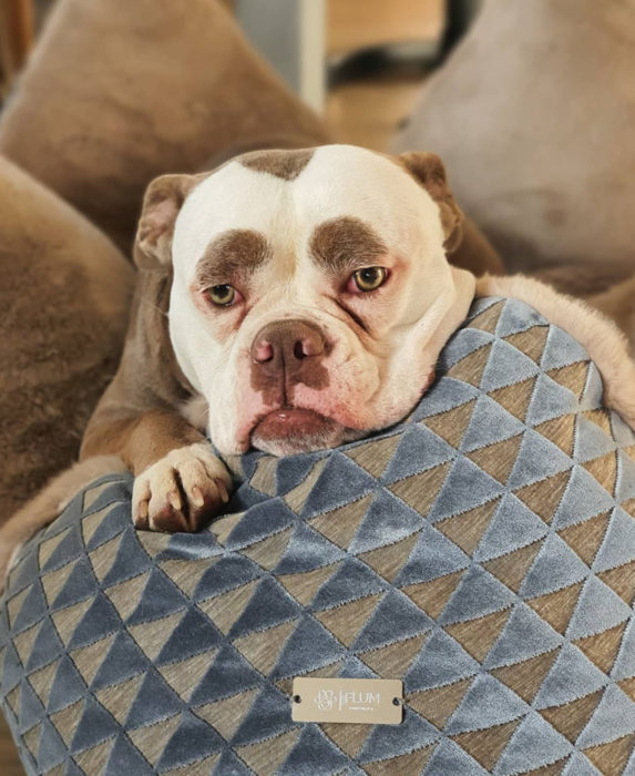 Madame Eyebrows, la perrita bulldog con cejas que la hacen parecer triste; perro acostado