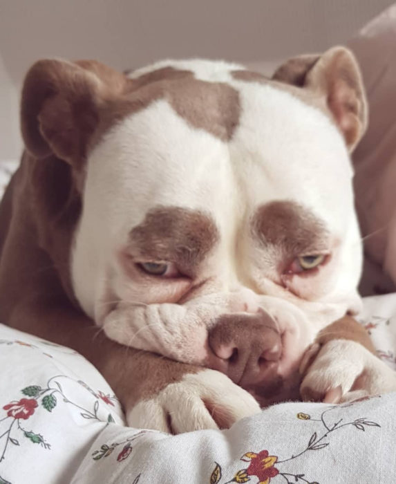 Madame Eyebrows, la perrita bulldog con cejas que la hacen parecer triste; perro acostado