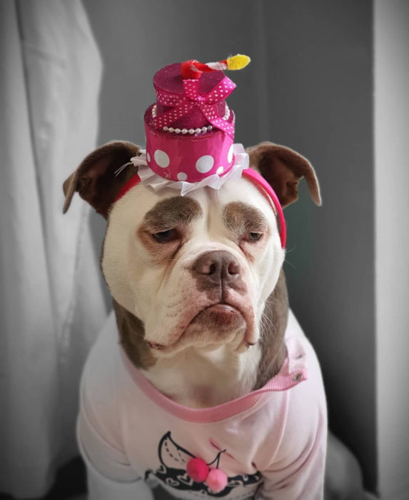 Madame Eyebrows, la perrita bulldog con cejas que la hacen parecer triste; perro con sombrero