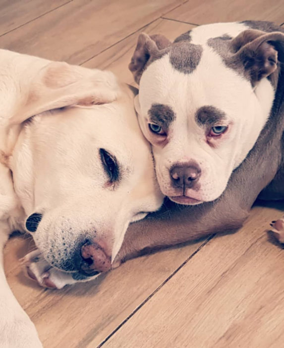 Madame Eyebrows, la perrita bulldog con cejas que la hacen parecer triste; perra con manchasy labrador dorado