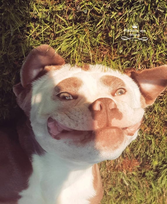 Madame Eyebrows, la perrita bulldog con cejas que la hacen parecer triste; perro sonriente