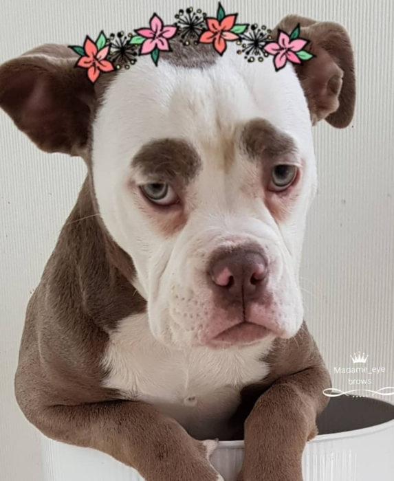 Madame Eyebrows, la perrita bulldog con cejas que la hacen parecer triste; perro con filtro de Snapchat