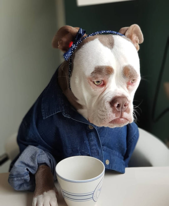 Madame Eyebrows, la perrita bulldog con cejas que la hacen parecer triste; perro con café