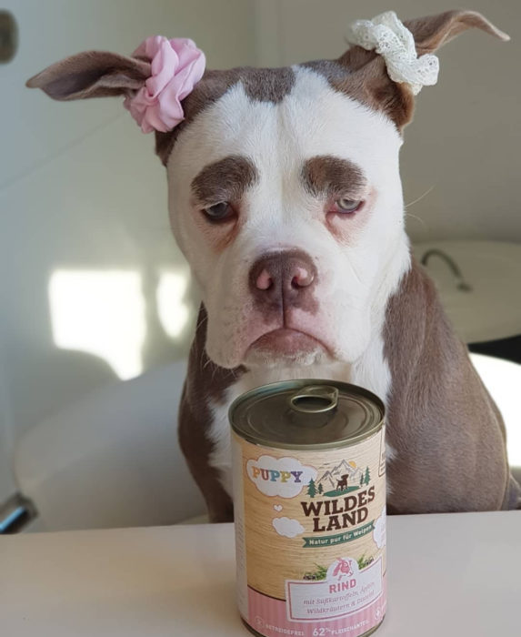 Madame Eyebrows, la perrita bulldog con cejas que la hacen parecer triste; perro con coletas