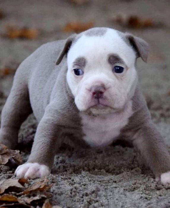 Madame Eyebrows, la perrita bulldog con cejas que la hacen parecer triste; cachorro, no puelo