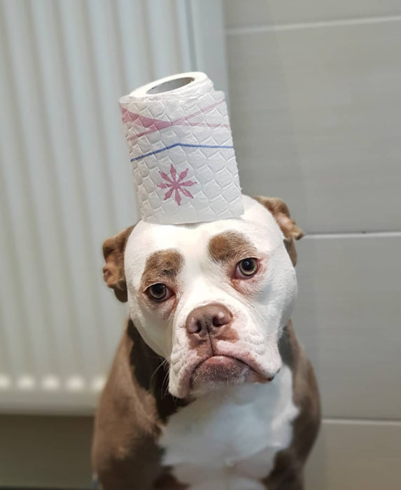 Madame Eyebrows, la perrita bulldog con cejas que la hacen parecer triste; perro con papel de baño