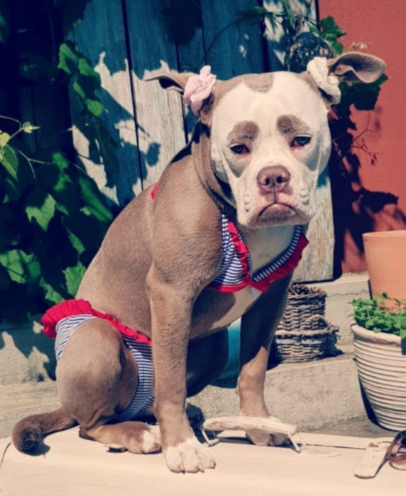 Madame Eyebrows, la perrita bulldog con cejas que la hacen parecer triste; perro con traje de baño