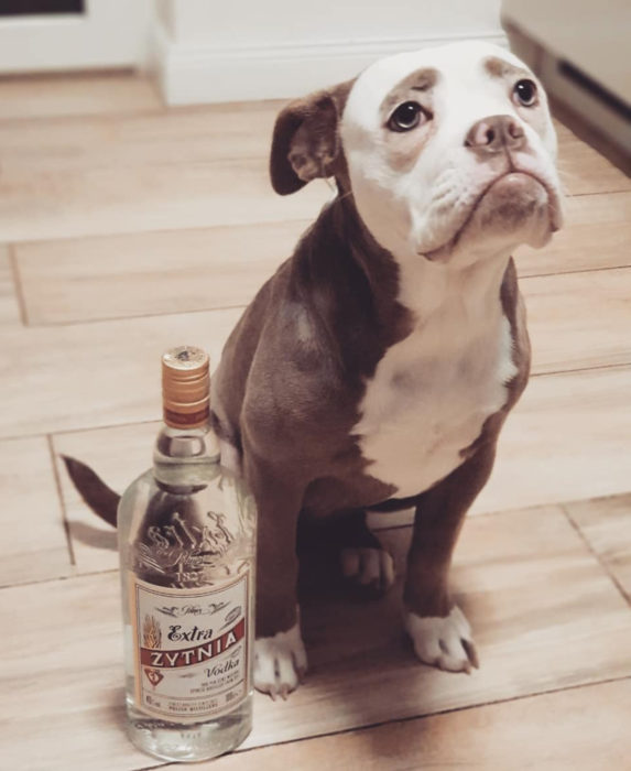 Madame Eyebrows, la perrita bulldog con cejas que la hacen parecer triste; perro con botella de vodka