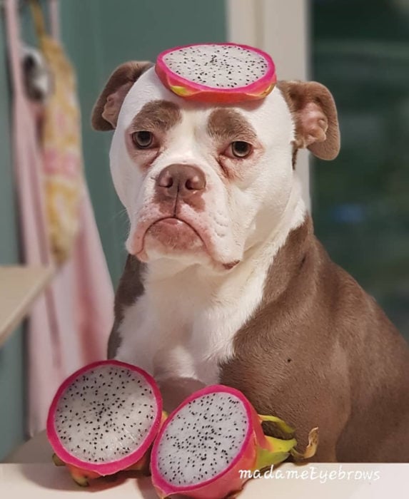 Madame Eyebrows, la perrita bulldog con cejas que la hacen parecer triste; perro con fruta del dragón, pitaya