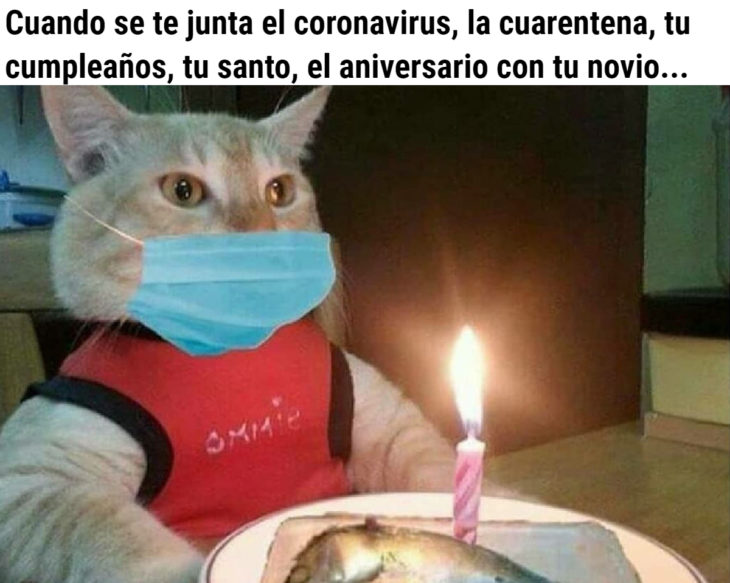 Memes de coronavirus para quienes cumplen años en cuarentena; gato con pastel de sardina