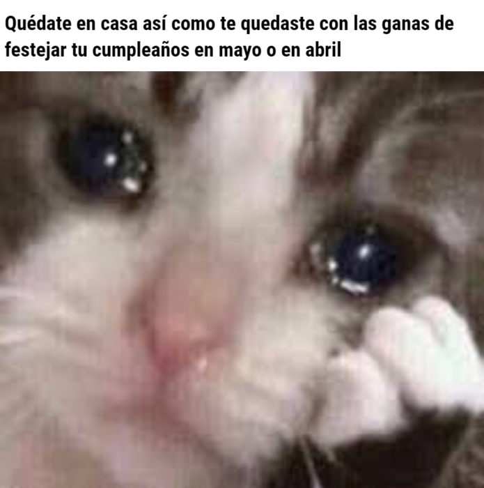 Memes de coronavirus para quienes cumplen años en cuarentena; gato triste