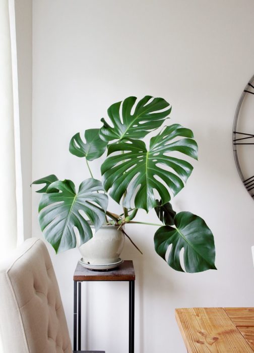 Planta de interior monstera