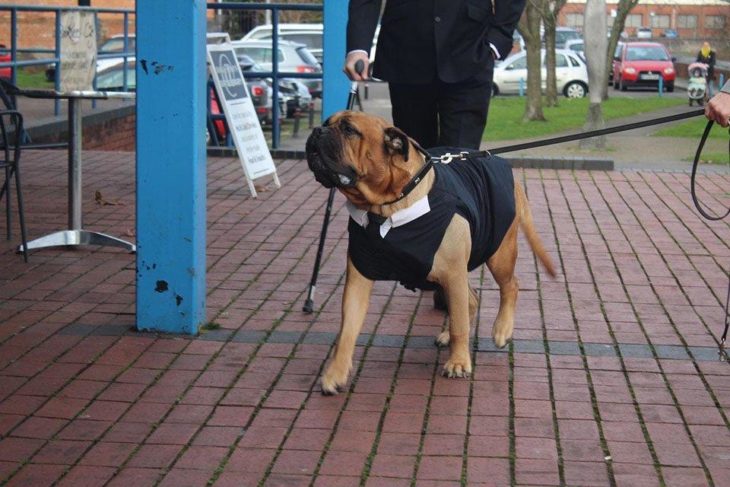 Perro Bruce con traje para ir a boda