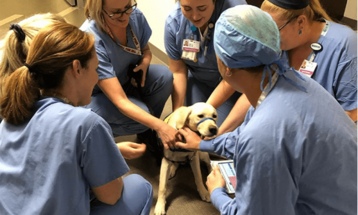 Doctores acariciando a Wynn perrita labrador de asistencia