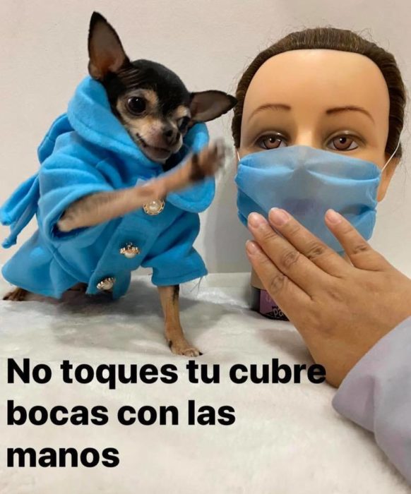 Sofiann la chihuahua brava te dice como usar cubrebocas