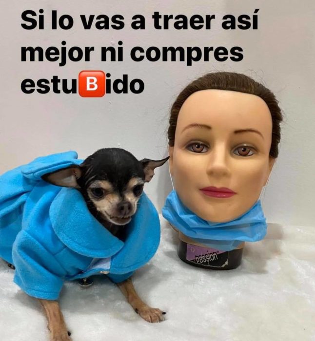 Sofiann la chihuahua brava te dice como usar cubrebocas