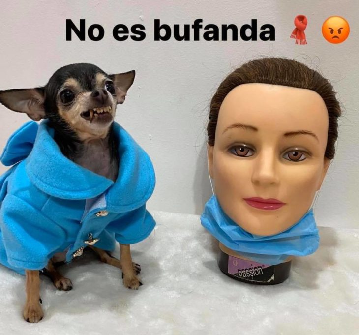 Sofiann la chihuahua brava te dice como usar cubrebocas