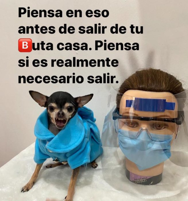 Sofiann la chihuahua brava te dice como usar cubrebocas