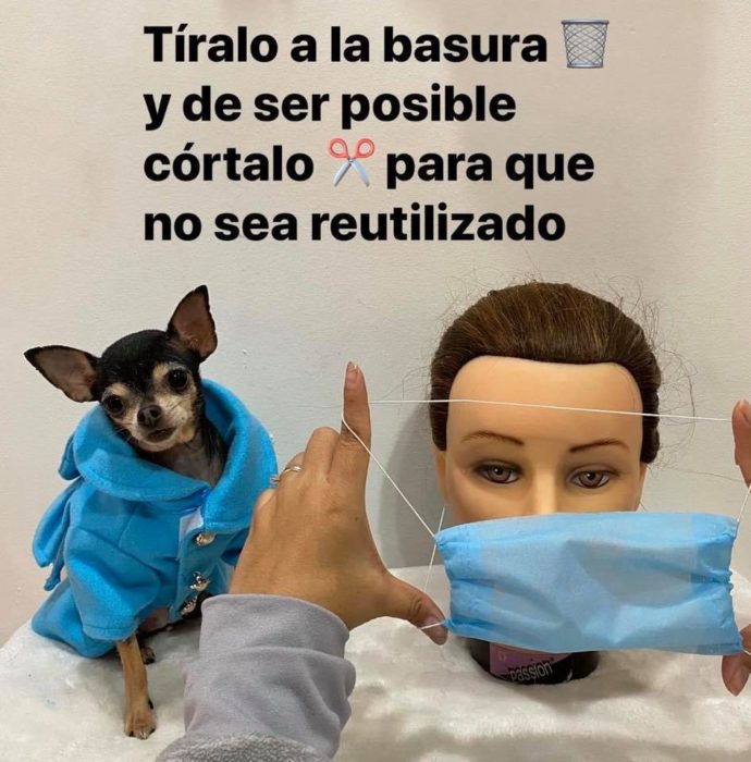 Sofiann la chihuahua brava te dice como usar cubrebocas