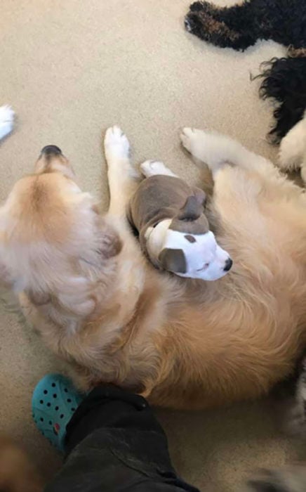 Perrito se acurruca sobre otros perros para dormir con ellos