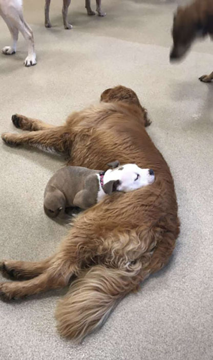 Perrito se acurruca sobre otros perros para dormir con ellos