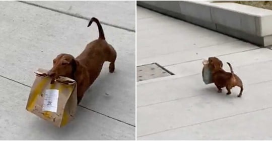 Perrito que fue captado caminando por las calles mientras sostiene unas bolsas de comida 
