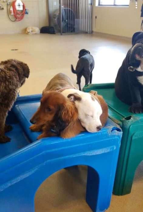 Perrito se acurruca sobre otros perros para dormir con ellos