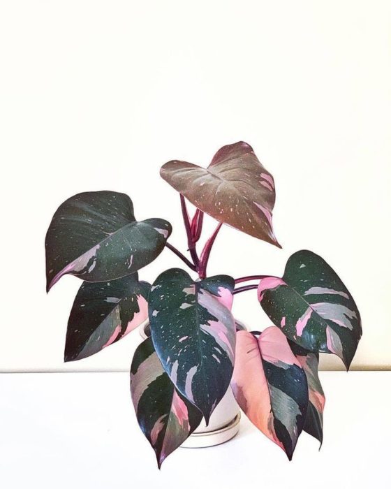 Maceta con de planta rosada llamada Philodendron rosa