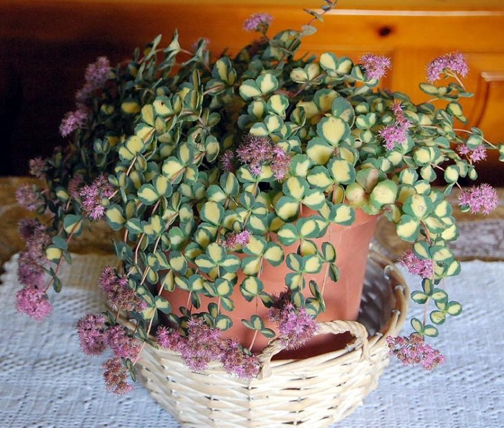 Maceta con de planta rosada llamada Pilarica