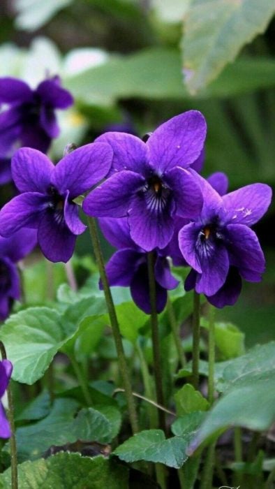 Plantas de color morado que pueden decorar tu casa 