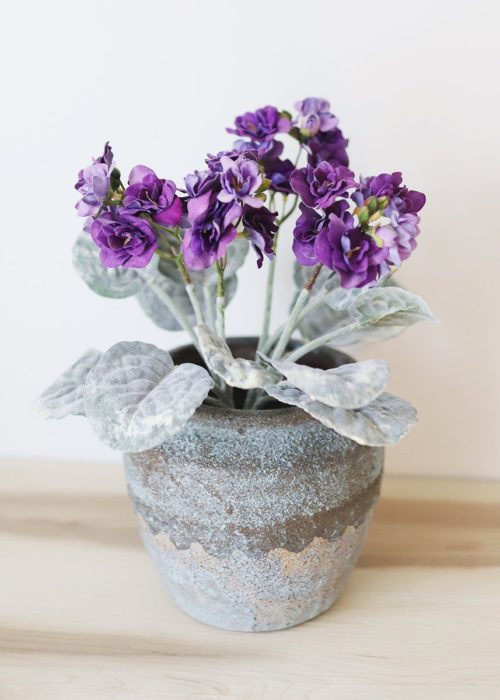 Plantas de color morado que pueden decorar tu casa 