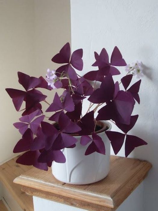 Plantas de color morado que pueden decorar tu casa 