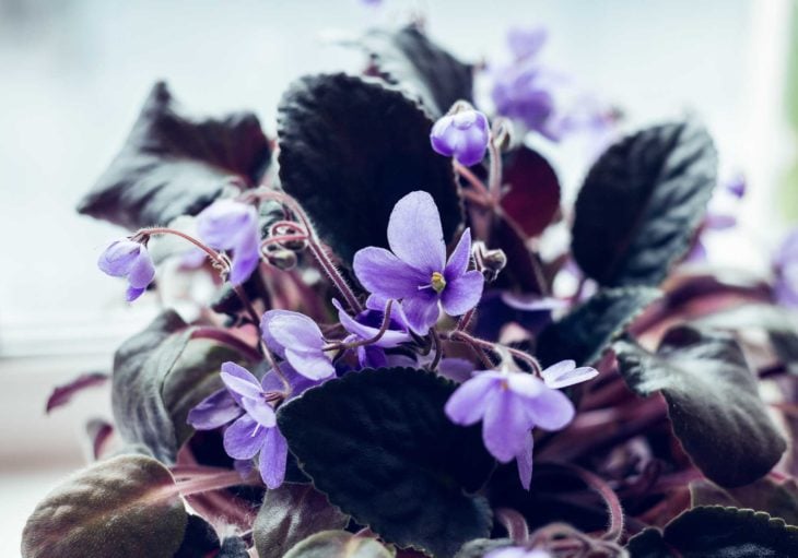 Plantas moradas para darle un toque de color a tu hogar