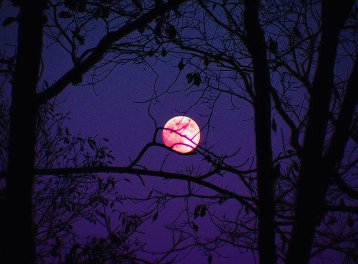 Luna rosa de abril podrás verla hoy