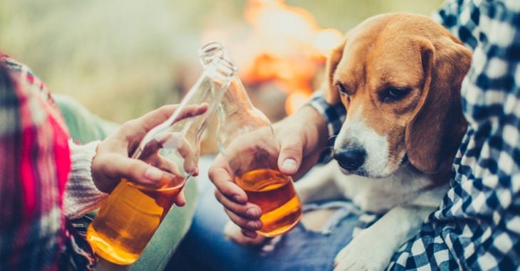 Para ayudar a refugio de animales, Busch regala cerveza a quien adopte a una mascota