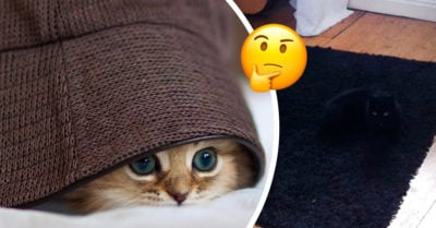 ¿Aburrida? Te retamos a encontrar a los gatitos escondidos en las imágenes