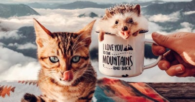 Erizo y gatita viajan por el mundo y sus fotos son felicidad pura