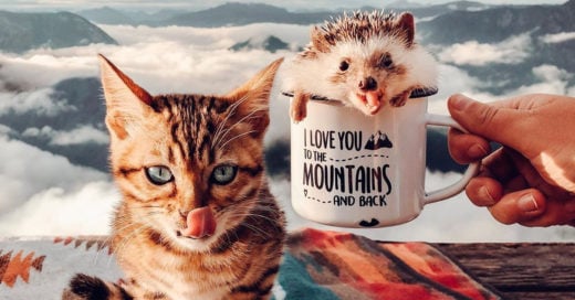 Erizo y gatita viajan por el mundo y sus fotos son puro amor