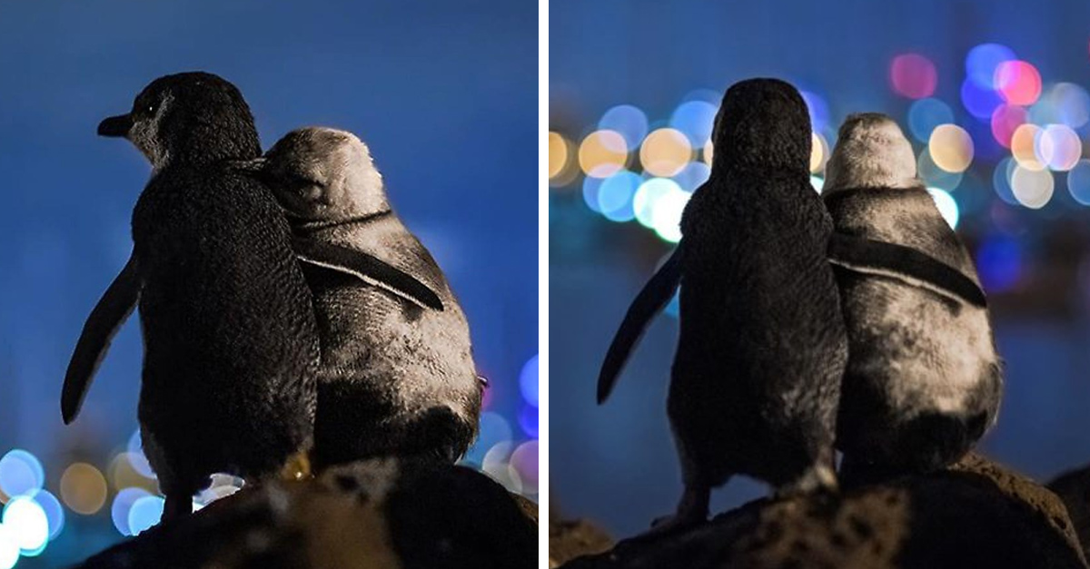 Fotógrafía a pareja de pingüinos viudos abrazados