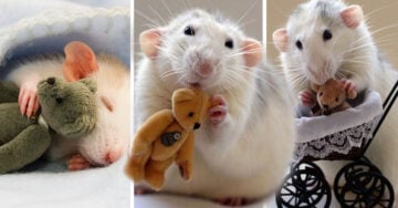 Estas fotos de ratas con sus ositos de peluche están derritiendo corazones