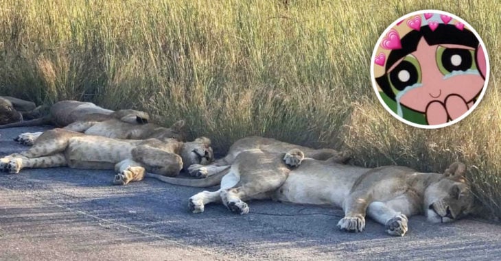 A falta de turistas los leones duermen tranquilos en carreteras de Sudáfrica