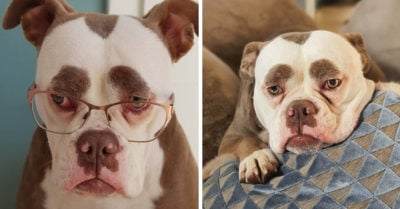 Madame Eyebrows, la perrita con peculiares cejas que parece estar triste