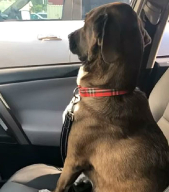 Perrito sentado en el asiento del carro, enojado 