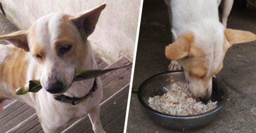 Adorable perrito lleva regalos a la mujer que le da de comer