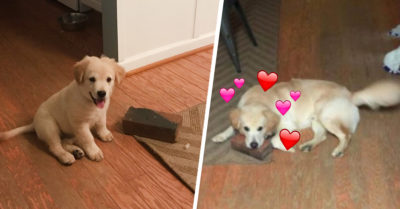 Perrito adoptado se hace mejor amigo de un ladrillo; ¡son inseparables!