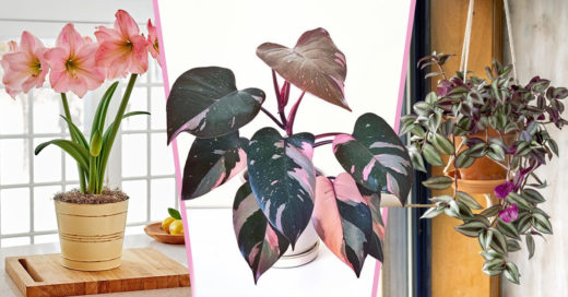 15 Plantas color rosado para llenar de dulzura tu hogar