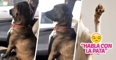 Perrito le aplica ‘la ley del hielo’ a su dueña por llevarlo al veterinario