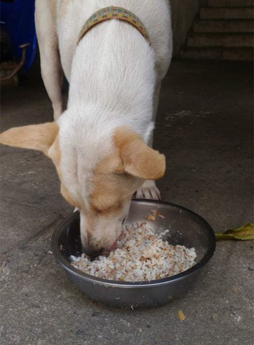 Perrito comiendo arroz en un tazón de peltre