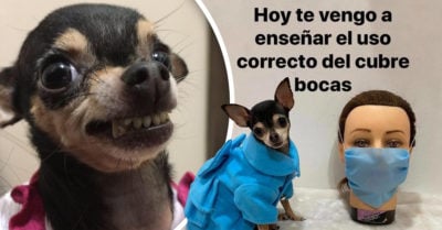 Esta perrita chihuahua te muestra cómo usar el cobrebocas de manera correcta