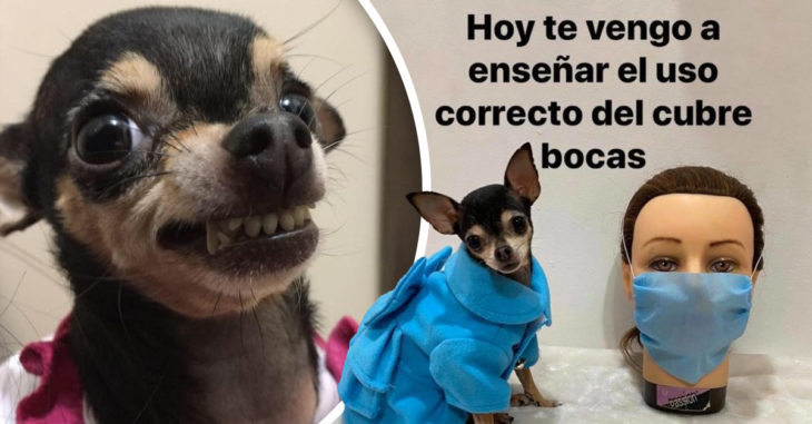 Sofiann, una malhumorada perrita, te dice como usar el cobrebocas